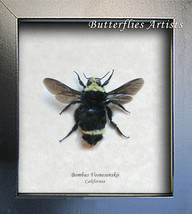 Yellow-Faced Bumblebee Bombus Vosnesenskii Entomology Collectible Framed... - £62.15 GBP