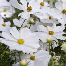 Cosmos Purity 100 Seeds Heirloom Flower Pure White Blooms Fresh - £10.37 GBP