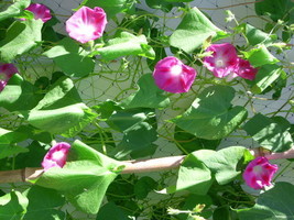 New Fresh Seeds 40 Pink Morning Glory Seeds Ipomoea Fast Ship - $4.80