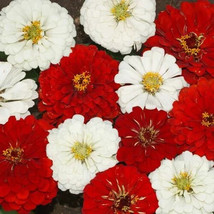 KKG Stop Sign Zinnia 100 Seeds Planting Seeds - $261.85 MXN