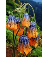 Tibetan Bell Flower Blue-Patterned Fritillaria Imperialis Gardening 50 Seeds  - $18.99