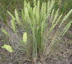 LD 250 Seeds June Grass Perennial Ornamental Groco* Fast Growing - $181.89 MXN