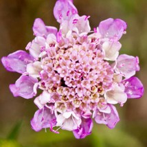 Fresh Seeds Pincushion Mix Flower Seed Organic Cut Flower Scabiosa Atrop... - $12.28