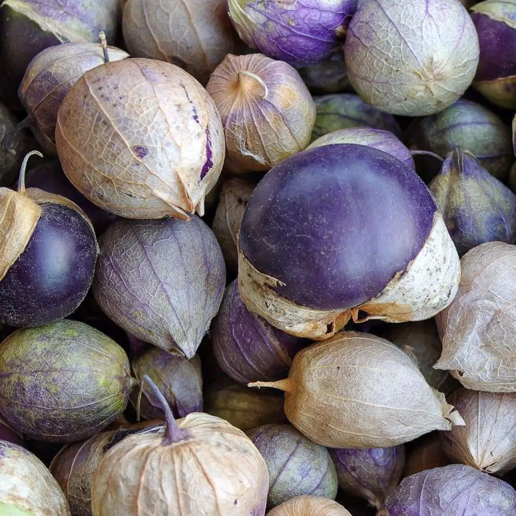 LWS Purple Tomatillo Vegetable Salsa Heirloom Non Gmo 50 Seeds Fast Shipping - £7.09 GBP