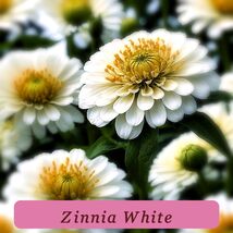 7549 zinnia white pop thumb200
