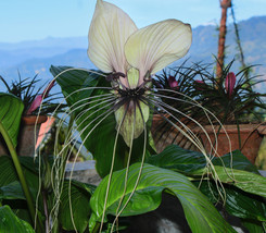 10 Tacca Niveum Seeds, White Bat Lily, White Bat Flower - £4.72 GBP