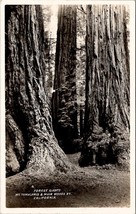 California RPPC Forest Giants Mt Tamalpais &amp; Muir Woods RY Postcard Y18 - £7.82 GBP