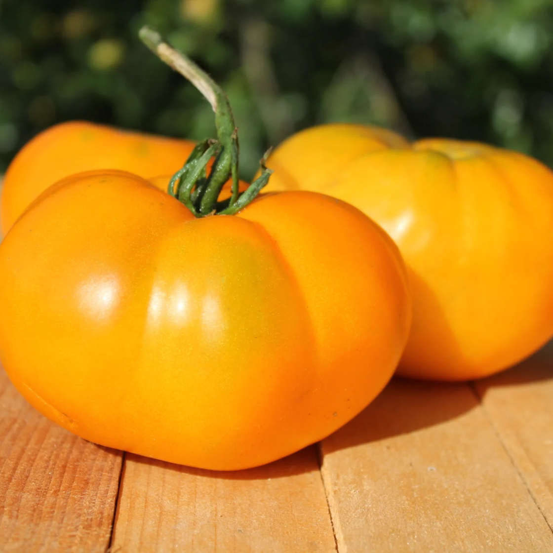 Heirloom Organic Yellow Truss Tomato Middle-sized Fruits Tasty 100 PCS S... - $7.88