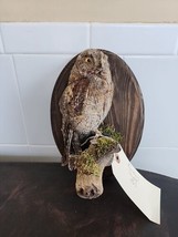 JF5 Little Owl (Athene Noctua) Mount Taxidermy - £414.51 GBP