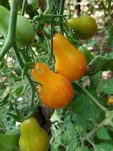 Tomato Lufichoise - 10+ Seeds - multiflora (P 371) - £2.36 GBP