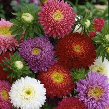 50 Seeds Aster Dwarf Milady Mix 5 Colors 3 Flowers Non Gmo - $8.00