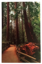 Muir Woods Fallen Giant National Monument Redwoods Trees CA UNP Postcard c1970s - £3.98 GBP