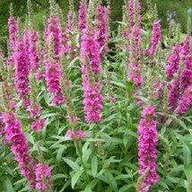 Fresh New 1000 Pink Winged Loosestrife Lythrum Alatum Flower Seeds USA Seller - £11.19 GBP