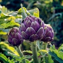 10 seeds Purple Romagna Artichoke Rapid Growth Heirloom Perfect Home Gar... - $13.89