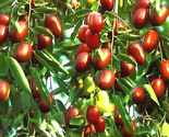 10 Jujube Fruit Tree Seeds Superfruit Ziziphus Jujube Fast Growing Fully... - £8.23 GBP