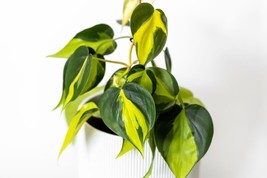 VP Thai Sunrise Philodendron - Live Plant In A 4 Inch Pot - £67.57 GBP