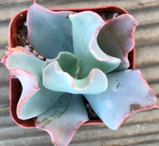 Echeveria &#39;Culibra&#39;  succulent exotic hen and chicks plant seed 50 SEEDS - $9.89