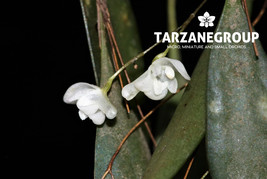 PLEUROTHALLIS MIRABILIS SMALL ORCHID MOUNTED - $45.64 CAD