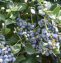 Blueberry ‘Top Hat’ (Vaccinium angustifolium) 4&quot; Pot - £30.84 GBP