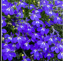 US Seller Blue Sapphire Lobelia 200 Seeds Fast Shipping - $23.99