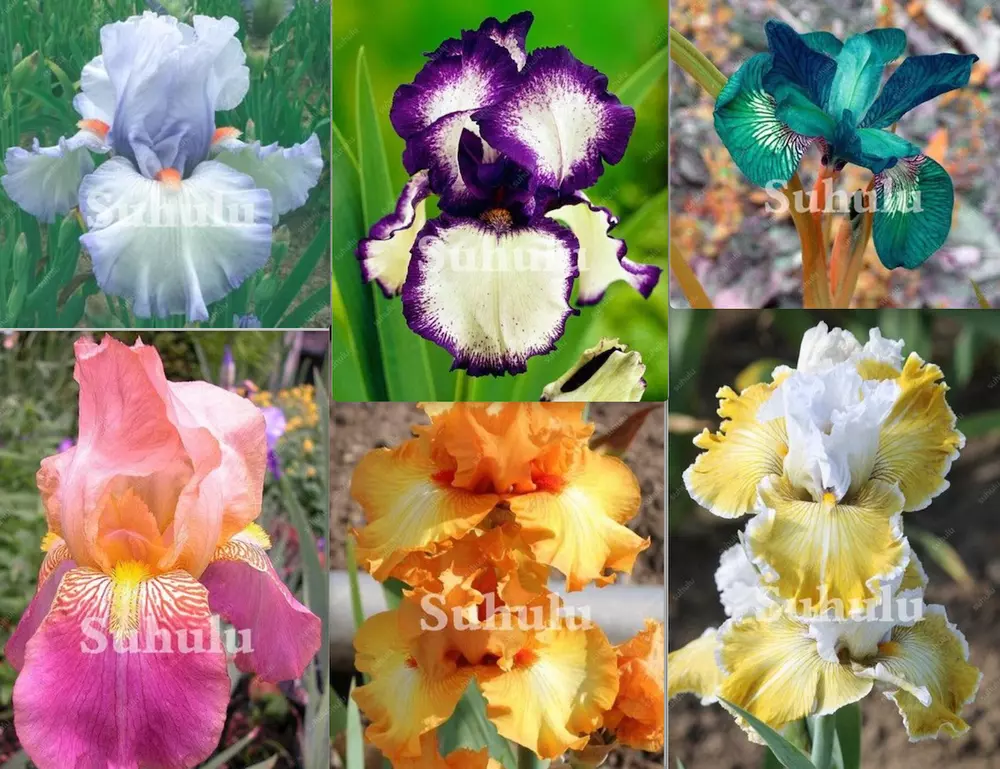 20 SEEDS for  MIXED COLORS IRIS bloom - $11.41