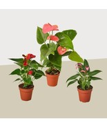 3 Anthurium Variety Pack- All Different Colors - 4&quot; Pots Live Plants Gro... - £52.71 GBP