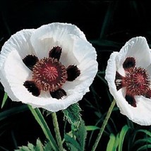 35 Royal Wedding Papaver Black &amp; White Poppy Flower Seeds PerennialFrom US  - £6.58 GBP