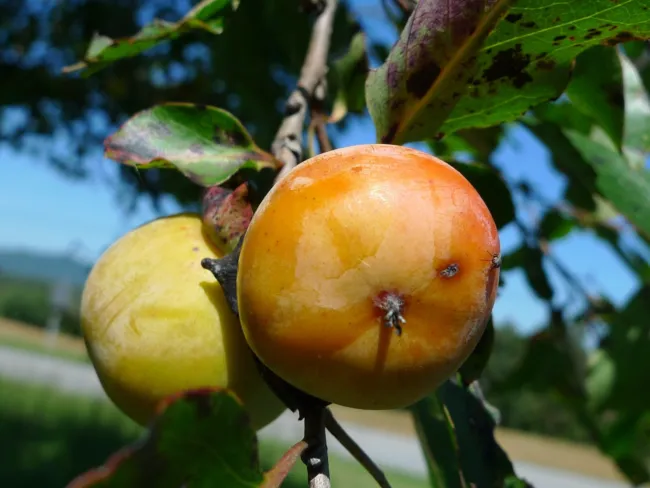 5 American Persimmon Tree Diospyros Virginiana Fruit Seeds Fresh Garden - £15.72 GBP