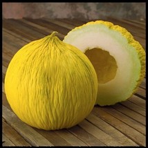 SEPT Casaba 10 200 Seeds Golden Beauty Melon Large Beautiful Bulk - £4.39 GBP