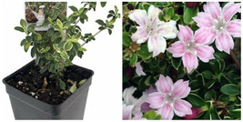 Serissa Tree Pink Mountain House Plant Fairy Garden Plant Bonsai 2.5&quot; Pot - £34.79 GBP