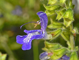 PWO Salvia Transsylvanica - Blue Cloud seed - $3.45