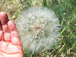 12 Yellow Goatsbeard Seeds Tragopogon Spp Fresh Seeds Gardening USA - £9.83 GBP