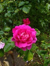 Princess Anne Rose bare root rose plant 2 yrs old (approx) - $39.11
