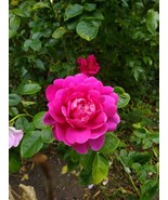 Princess Anne Rose bare root rose plant 2 yrs old (approx) - $39.11