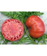 Legendary Mortgage Lifter Tomato HEIRLOOM 30+ seeds 100% Organic Home Gr... - £3.59 GBP