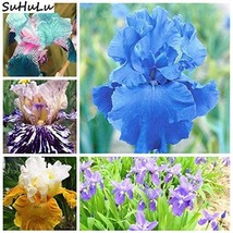 Sale 200  pcs Blue Iris Plant Bearded Iris Flower Flores Rare Bonsai Plant Peren - £9.58 GBP