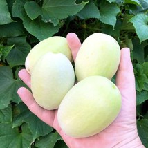 Fresh Seeds USA Dragon&#39;S Egg Cucumber Seeds Vegetable Gardening - $19.96