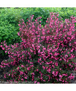 2 Wine Roses Shrubs 6-12 Inch Tall Plants Qt Pot Weigela Florida Alexand... - $1,857.00 MXN