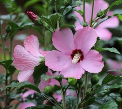 HGBO 40 Seeds Pink Rose Of Sharon Seeds Organic Crop Of 2023 From US - £6.55 GBP