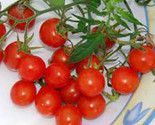 50 + seeds Koralik Tomato Tomatoe Vegetable Garden Edible Food From US  - $8.94