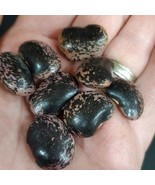 Bean Akahana Mame Japanese Pole Bean Flower Bean 5 Seeds New Fresh US Sh... - $218.72 MXN