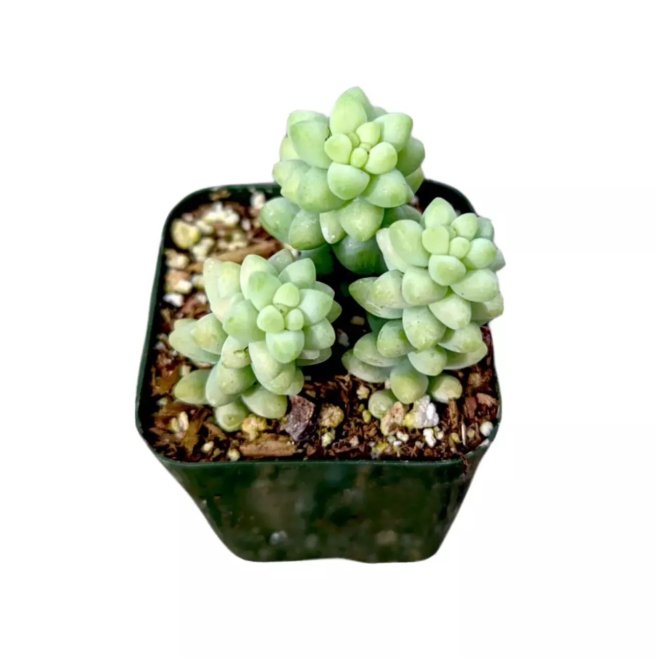 Succulent Plant Sedum Burrito Donkey Tail  - £20.57 GBP