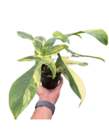 Philodendron Florida Beauty Variegated-4&quot; Pot - $2,970.09 MXN