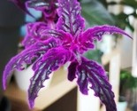 Purple Passion Gynura Flowers Garden Planting 10 Seeds - £4.71 GBP