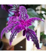 Purple Passion Gynura Flowers Garden Planting 10 Seeds - £4.78 GBP
