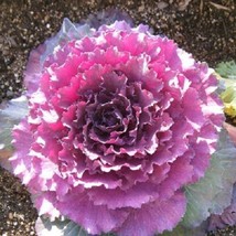 Flowering Cabbage Seeds Pigeon 50 Victoria Pink Flowering Kale Seeds Garden USA  - $13.25