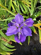 Dwarf Walking Iris (Purple Flowers) - Live Plant in 4&quot; Pot - £17.69 GBP