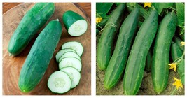 40 seeds, Cucumber Straight Refreshing Vegatable Seeds, original pack - £14.14 GBP