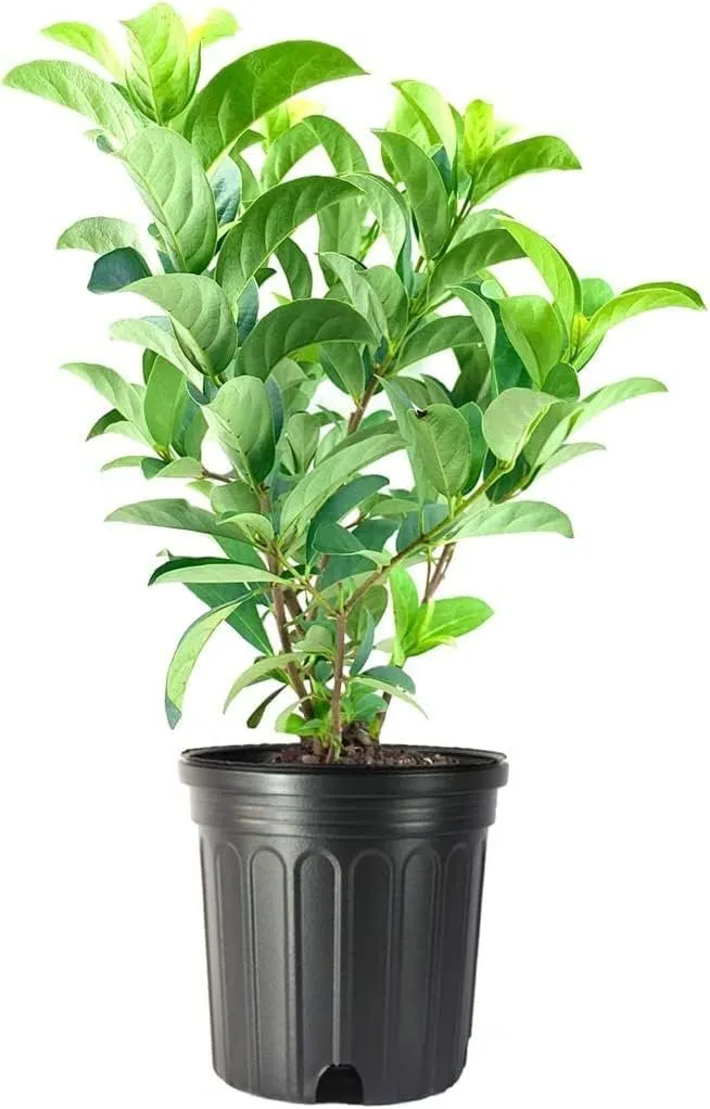 Sweet Viburnum Odoratissimum Live #1 Size Plants Fast Growing - $63.89