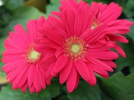 THJAR 200+ Magenta Gerbera Daisy Seeds For Garden Planting - Usa - Fast Shipping - $10.96